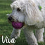 Viva Treat Balls