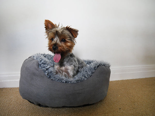 32" Grey Lion Suede Plush Bed